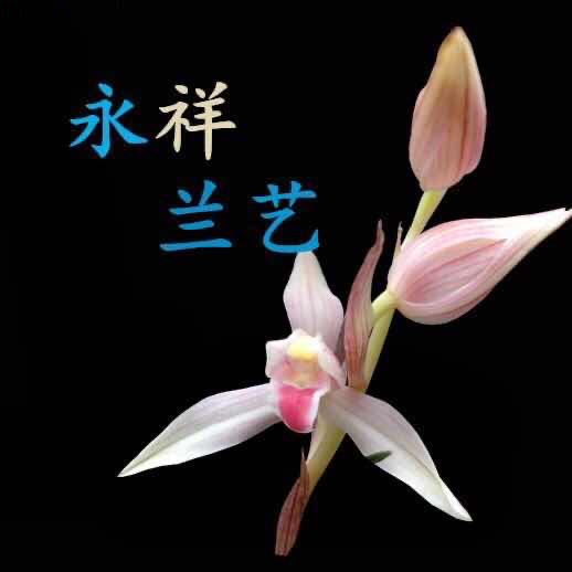 永祥兰艺