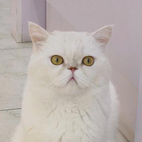 华硕电脑(正阳南街店)官方号