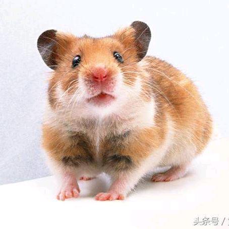 厚德载物