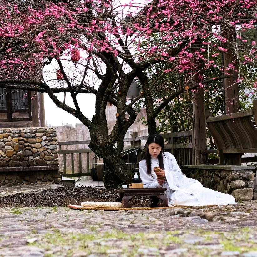 福建周宁深山金线莲