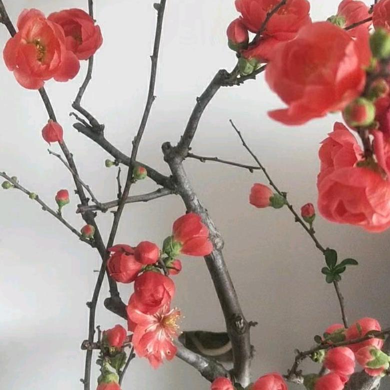 胖胖，，，（1）🍀🍀🍀