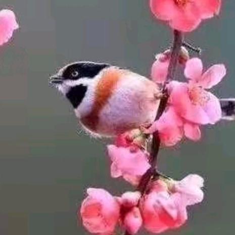中哥