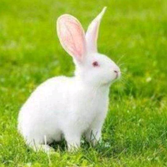 喜洋洋🐰