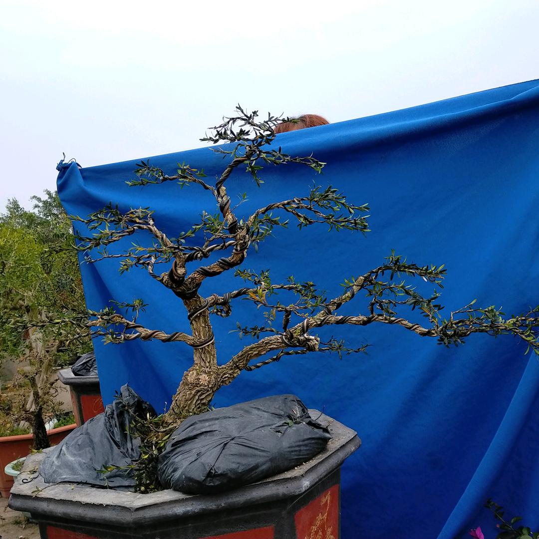 德南园艺场