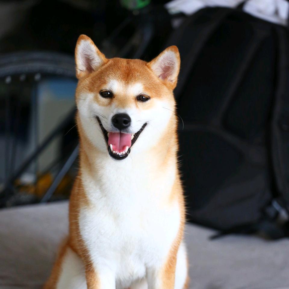 aki酱