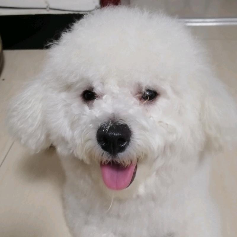 叮当