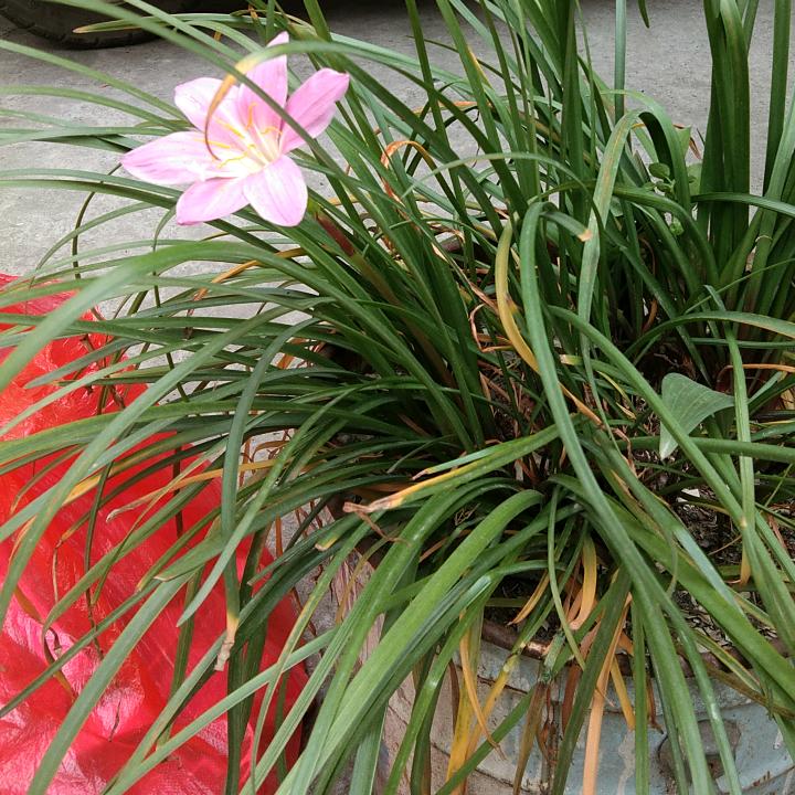 微笑感染唇角的无奈