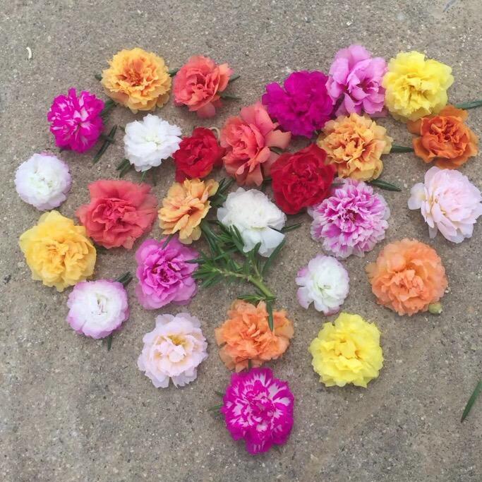 菲花园艺
