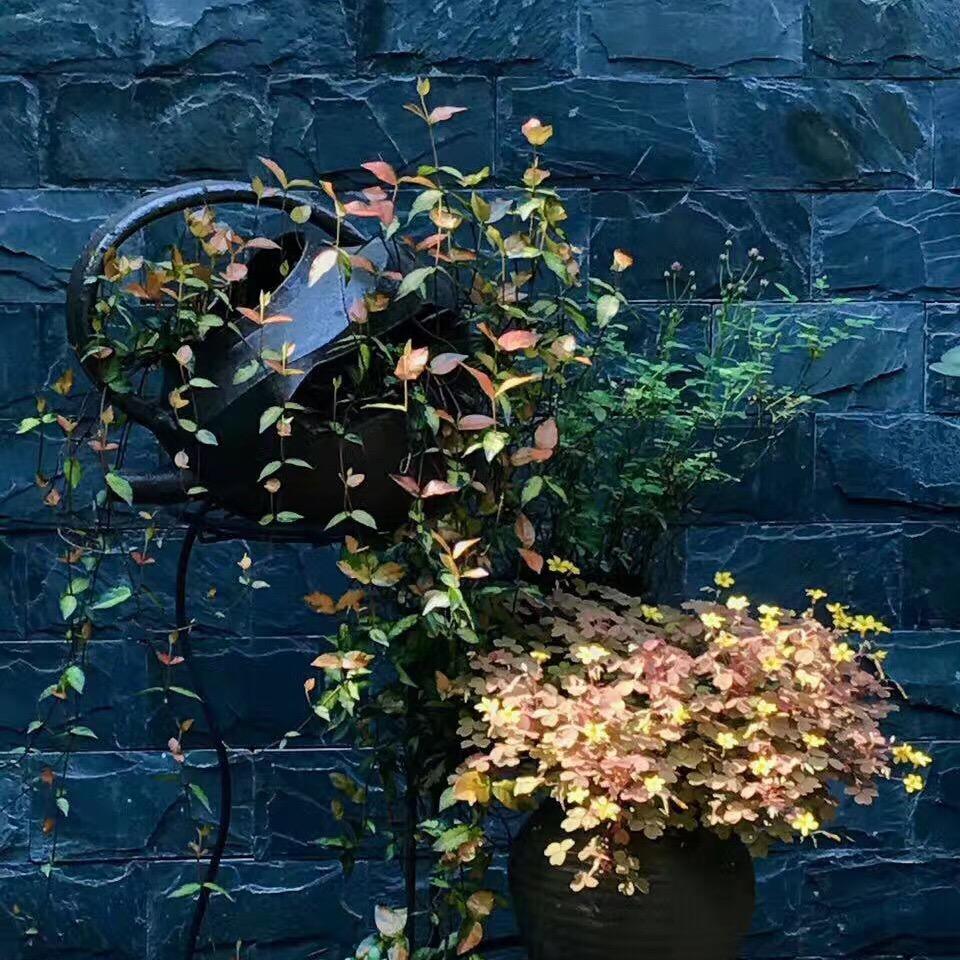 琥珀