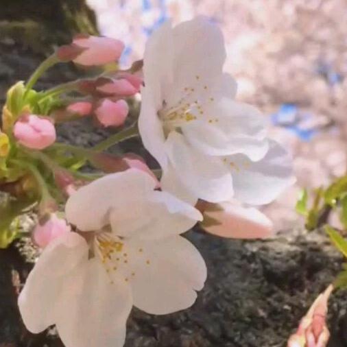 冰水
