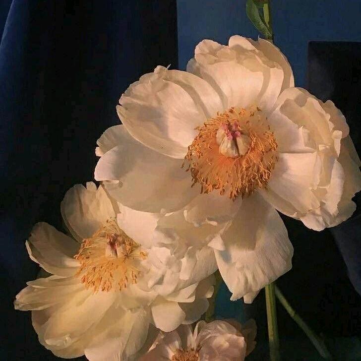 长安（许嵩见过版）