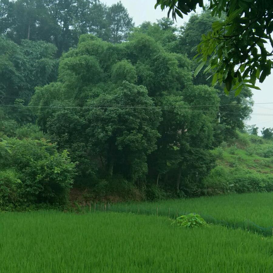 幸福石头·（   ）