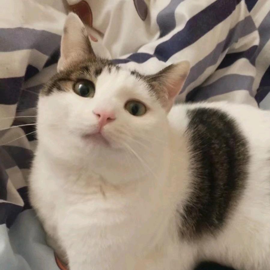 ♥花海家的流浪猫❤