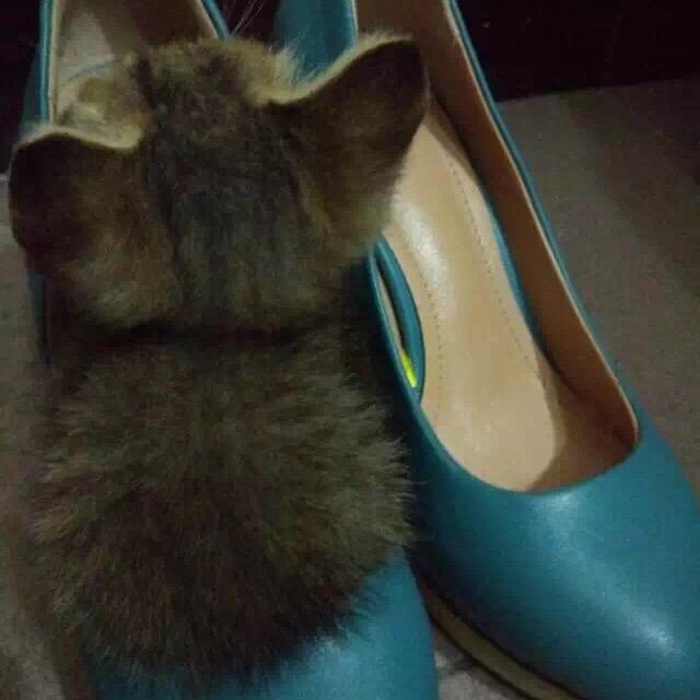 🌈猫咪🌈