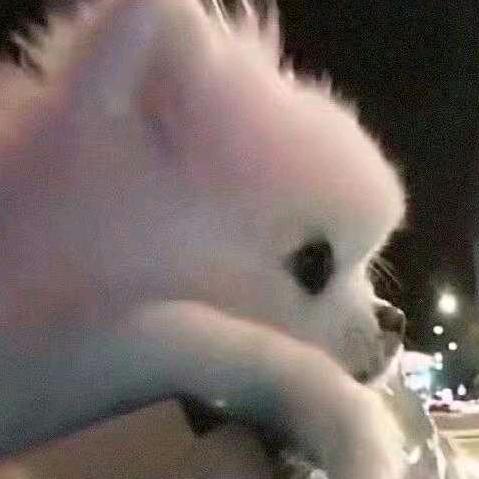 笨笨