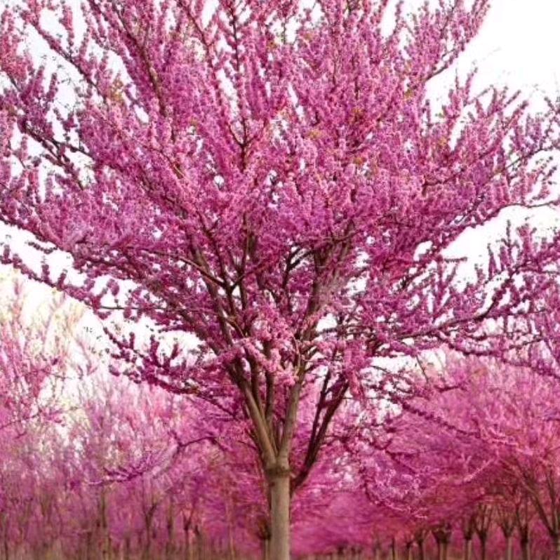 新缘花卉基地