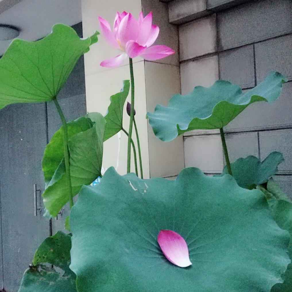 小可爱