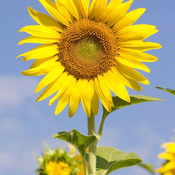 🍎🍎岁月静好🍡🍢