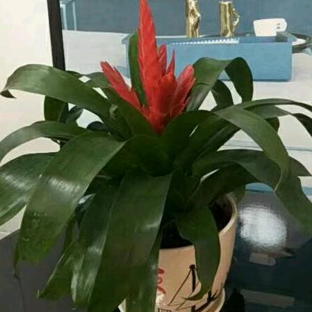 福州鹤林欧普照明张姐