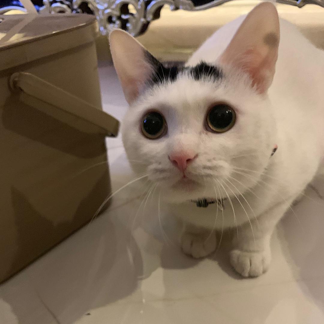 猫和老鼠🐁