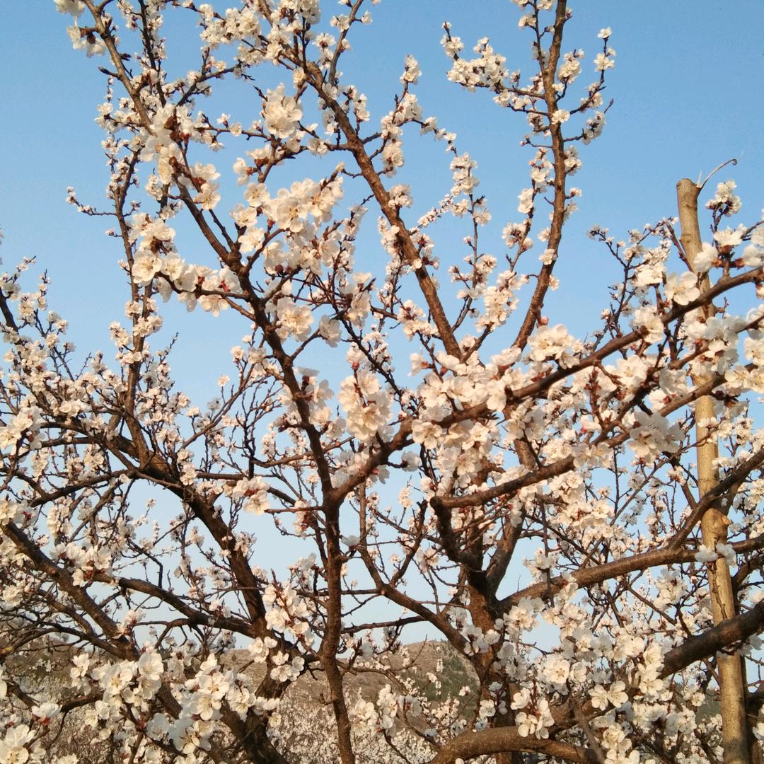 蜜桃可可 (-^〇^-)