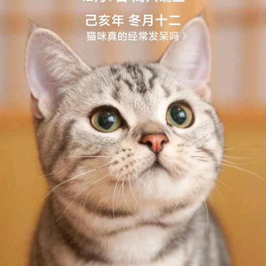出水百合