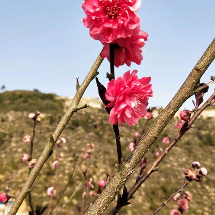 许彩英