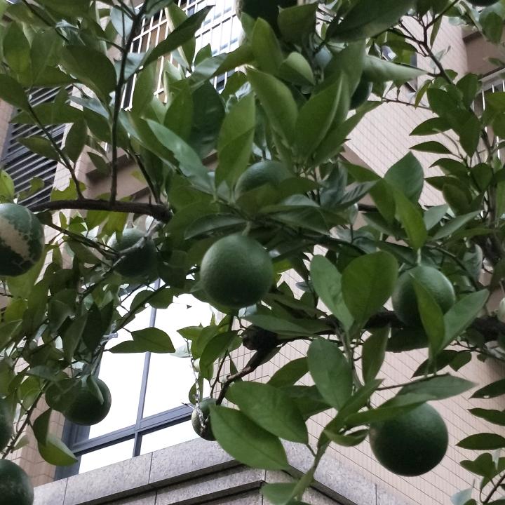 旭日之东升金哥