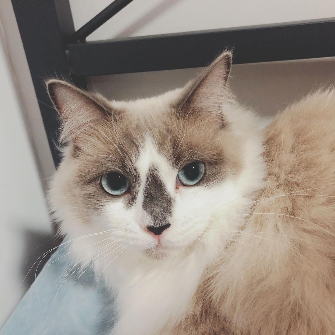 糖糖少女猫