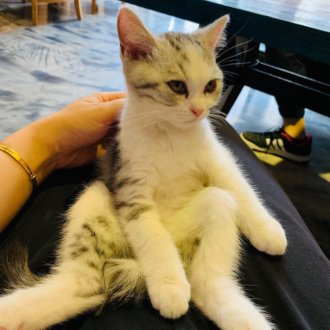 米奥猫咖铲屎官
