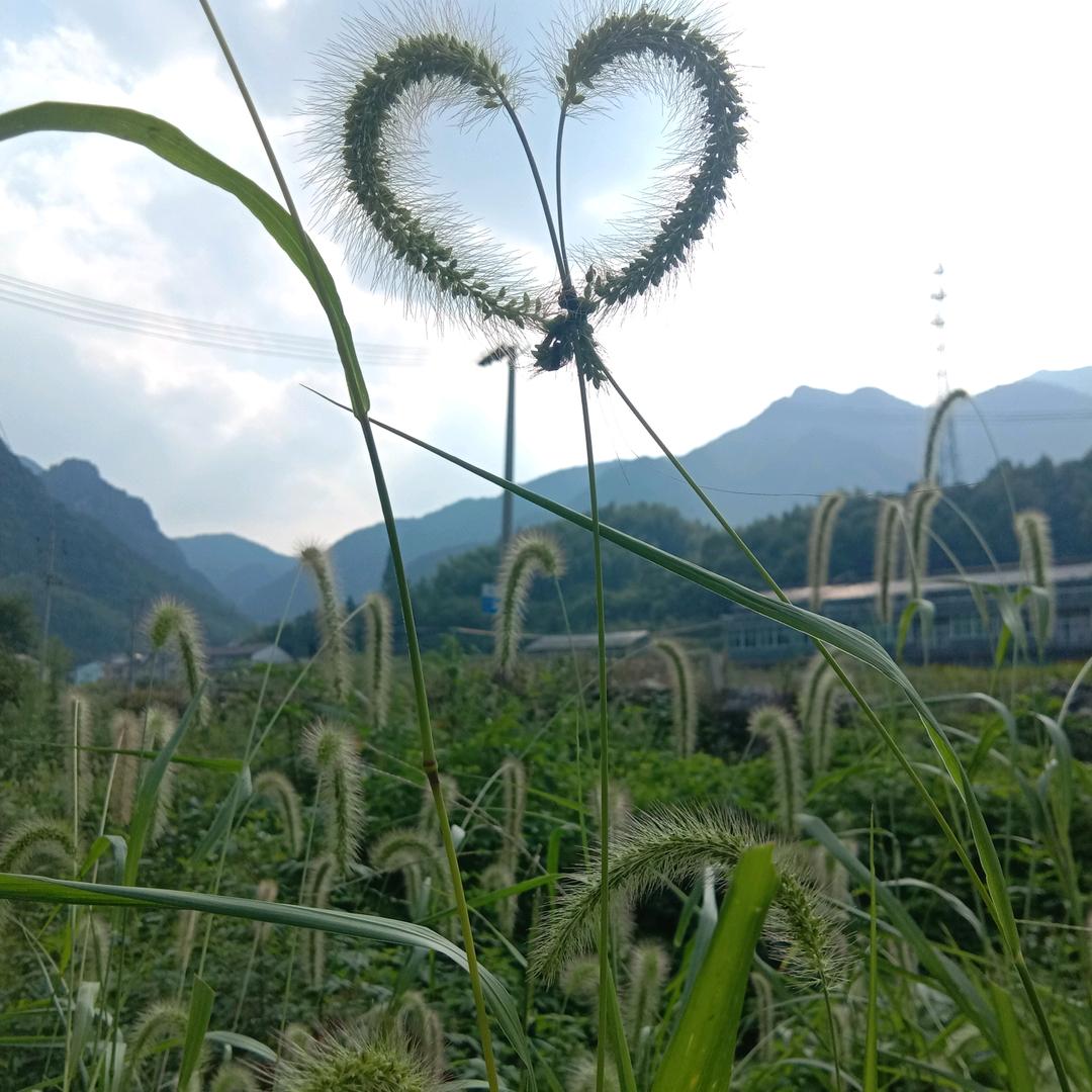 柠檬如陌