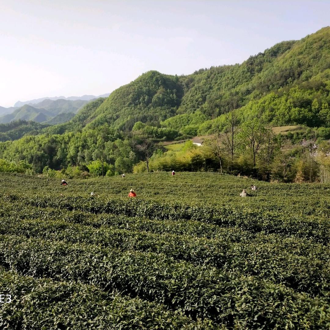 五顶地方茶博雅婚庆博雅书艺培训