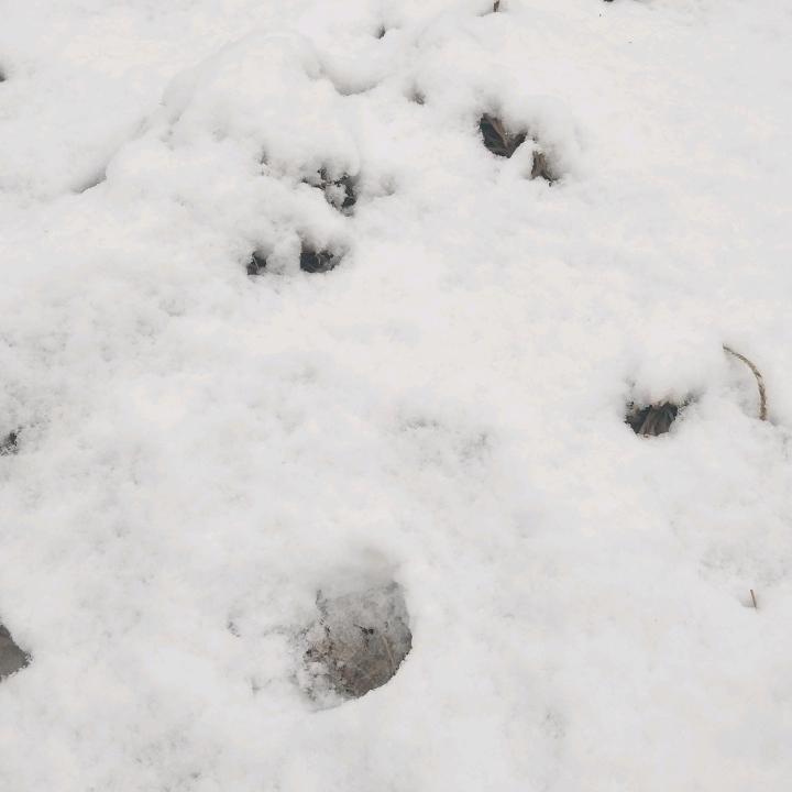 浅雪
