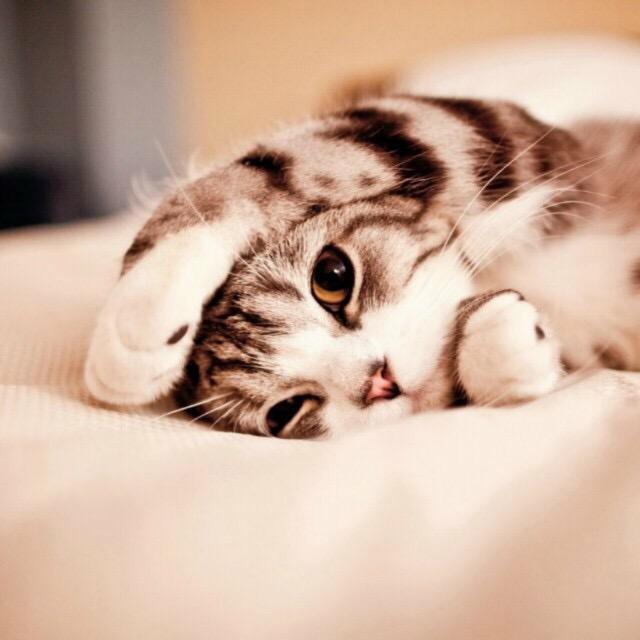 陈阿猫