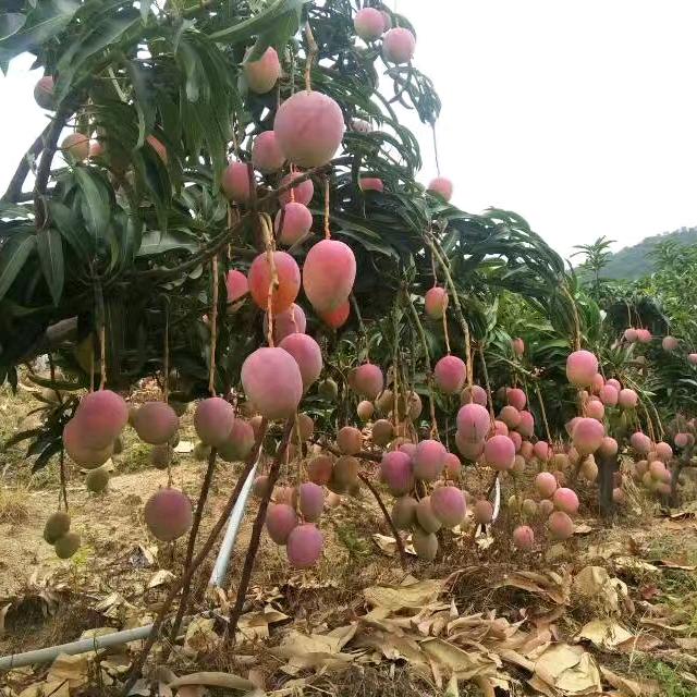 攀芒果果