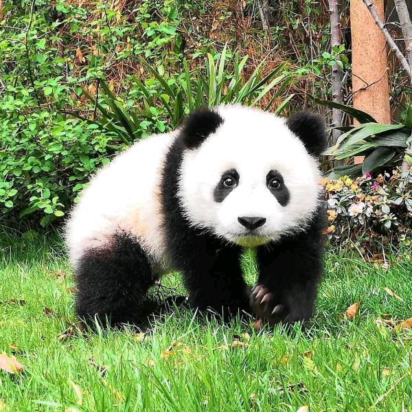 精英苗木
