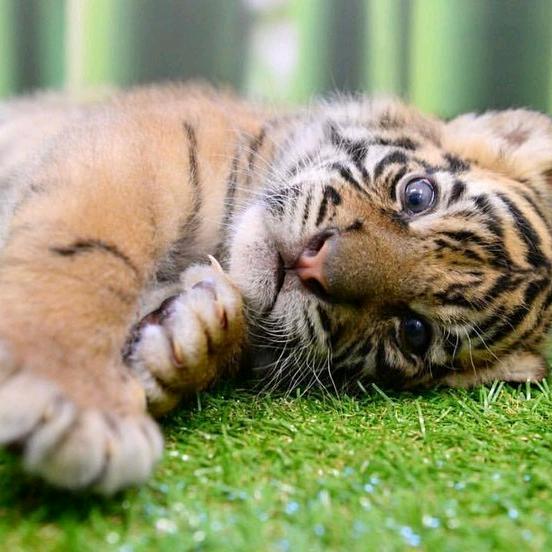 游勇楠 麻城华正石业