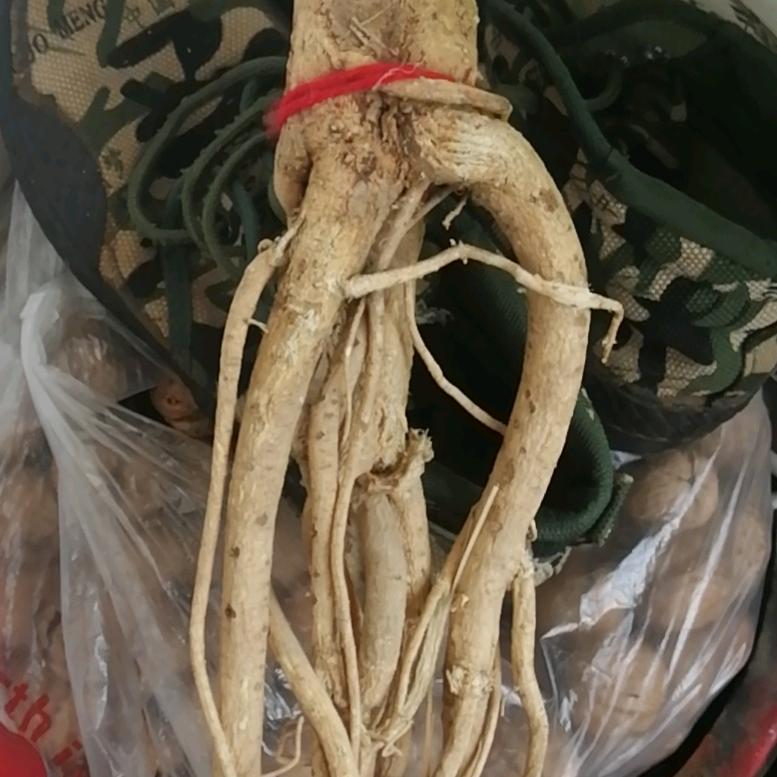 北极熊