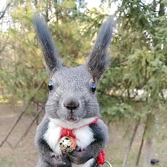 黑白魔王🐿驯养基地