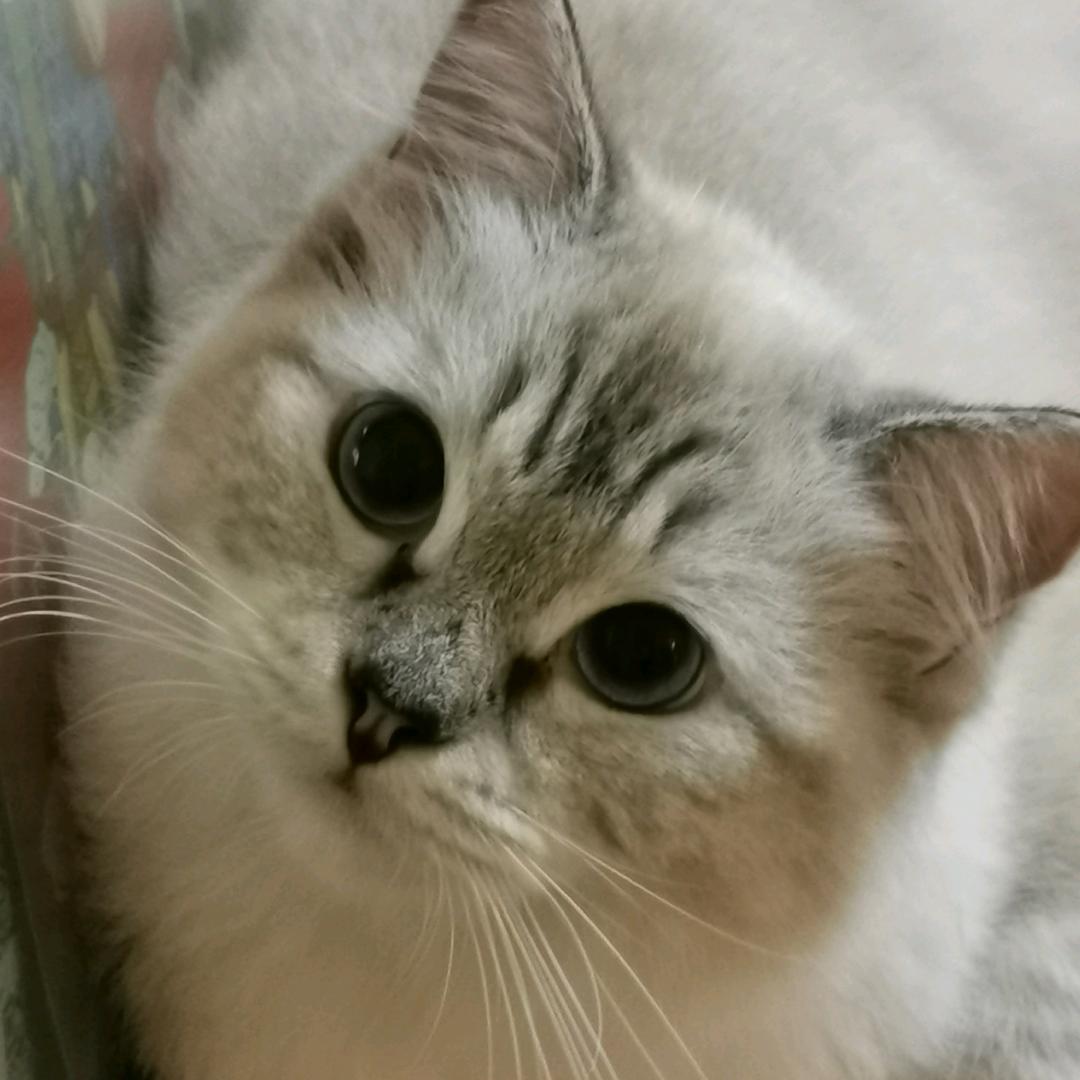 小喵是只猫
