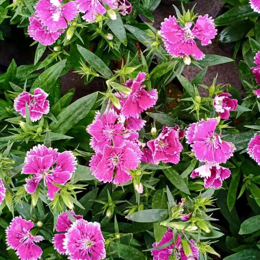 花圆