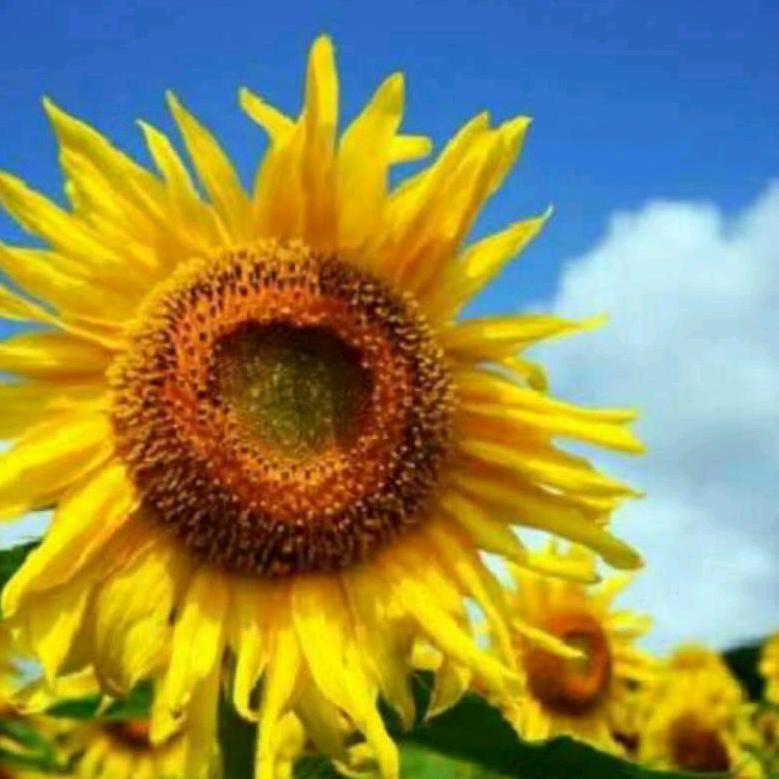 Dingxianfang🌺🌺