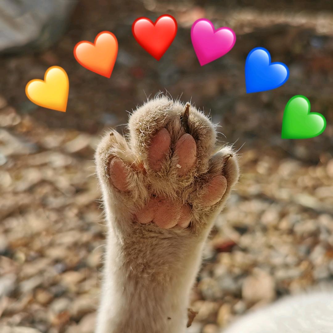 大黄和毛毛的咸鱼铲屎官