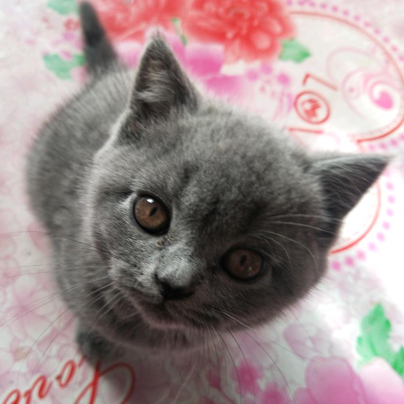 腊梅花