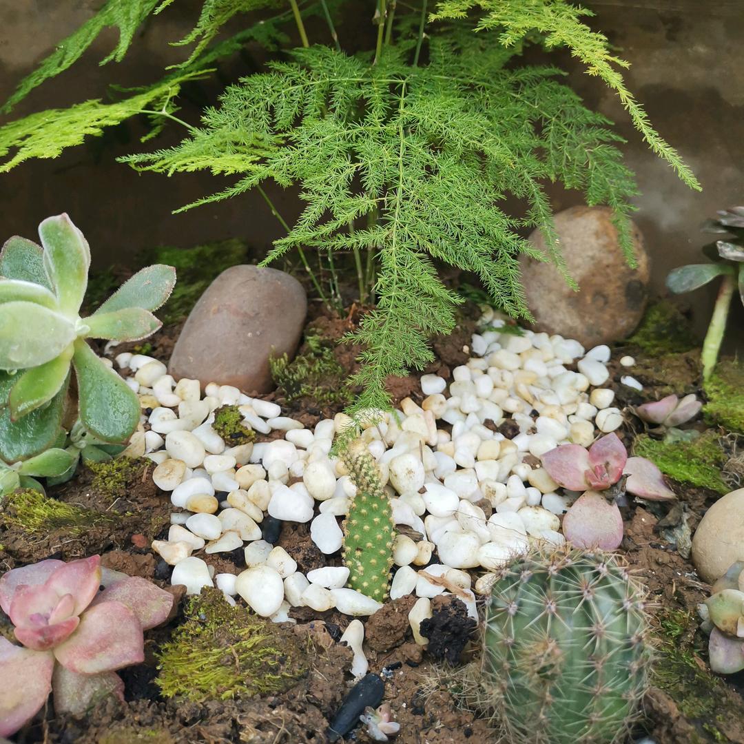 死鬼气