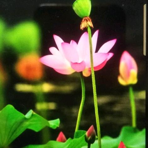 一叶一菩提