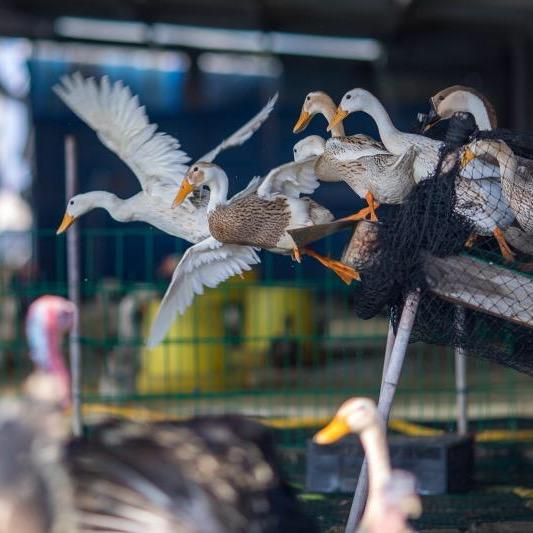 养殖场—海鸭妹