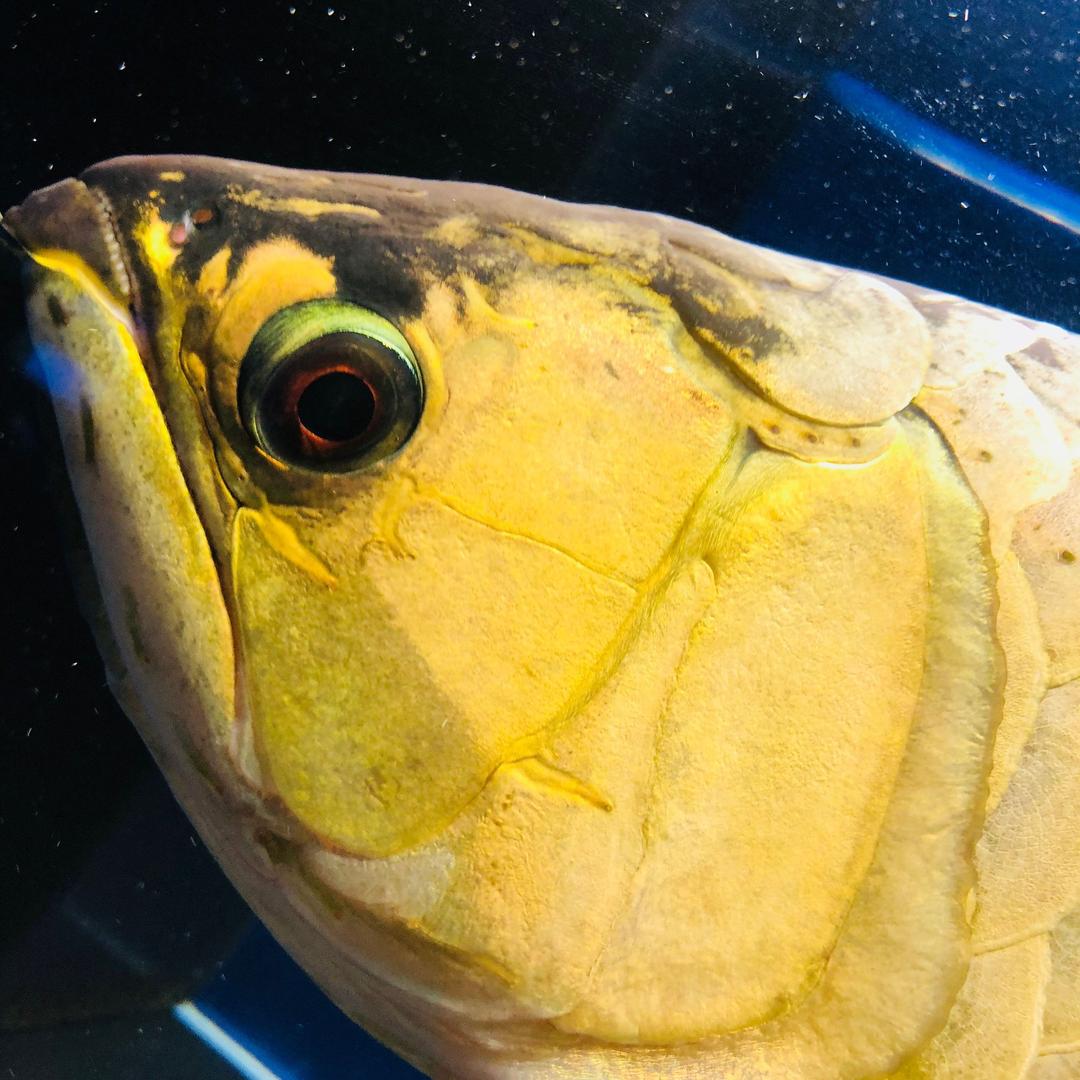 水幕紫榭龙鱼水族馆