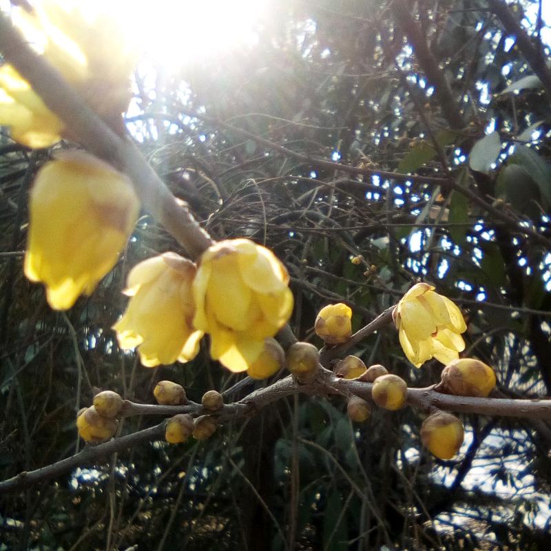 梅花开心一生平安