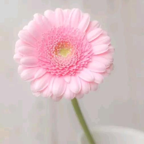 候鸟的独白❤💚💛